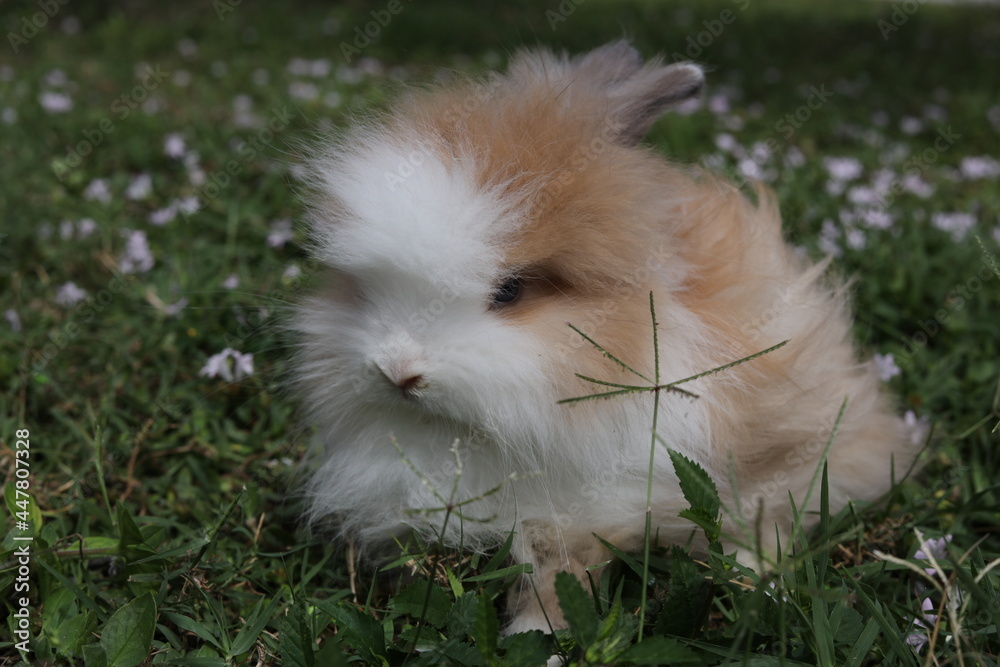 Lion Head Bunny Lion Head Bunny