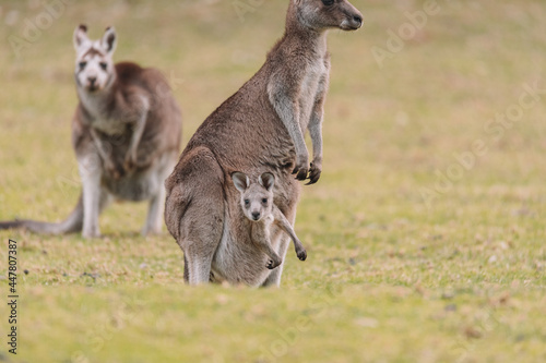 Mother Kangaroo with her Joey