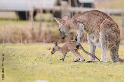 Mother Kangaroo with her Joey