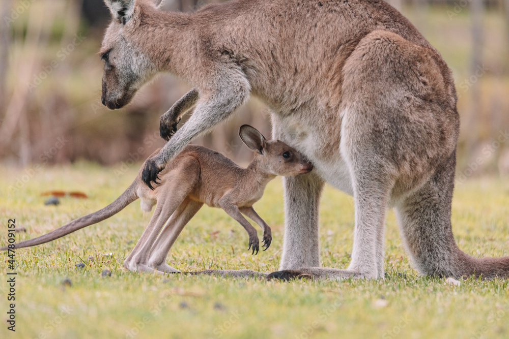 Mother Kangaroo with her Joey