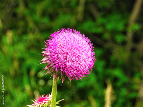 Fototapeta Flower of a Thistle: Close-up macro of a pink milk thistle flower with blurred l