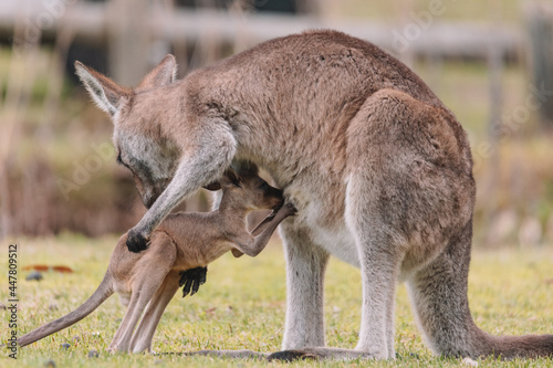 Mother Kangaroo with her Joey