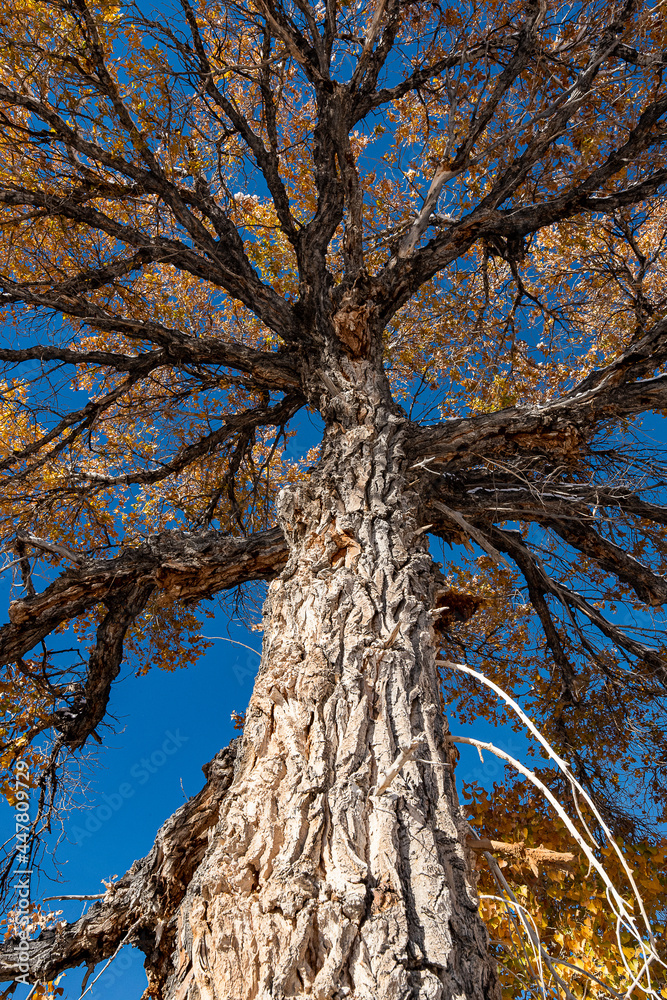 Obraz premium Fall Season Tree