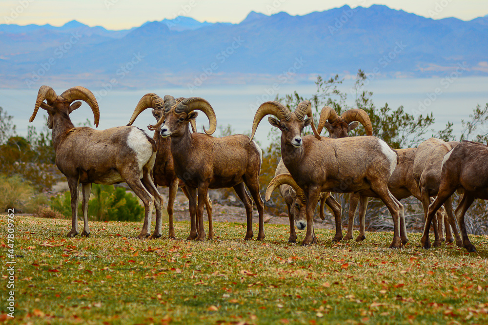 Obraz premium Desert Bighorn Sheep