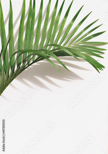 Tropical leaves is placed on a white canvas with part of the leaf layout and copy space.