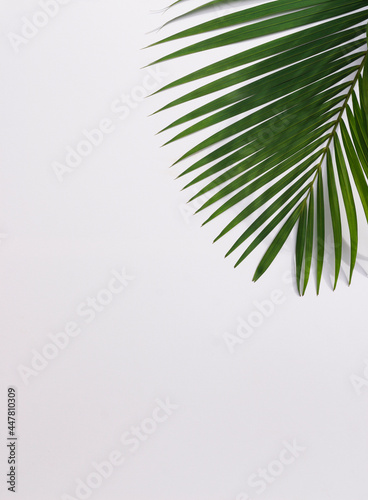 Tropical leaves is placed on a white canvas with part of the leaf layout and copy space.