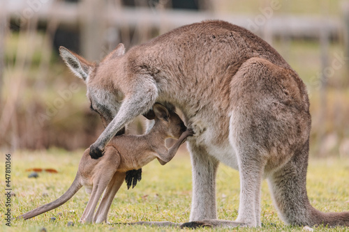 Mother Kangaroo with her Joey