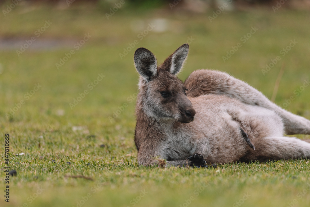 Mother Kangaroo with her Joey