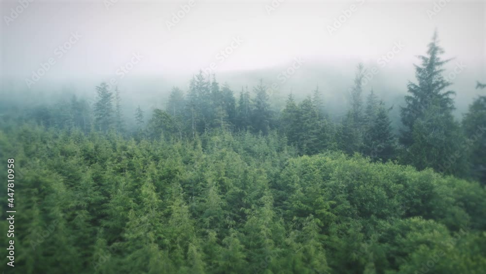 Haunted Forest Drone Dolly Left with Hazy Lowland Fog Clouds on Trees Haunted Forest Drone Dolly Left with Hazy Lowland Fog Clouds on Trees
