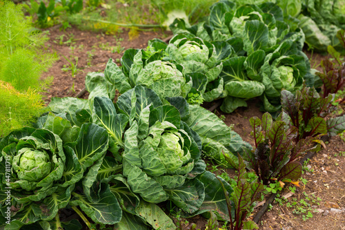 View of young organic cabbage cultivars ripening in vegetable garden..