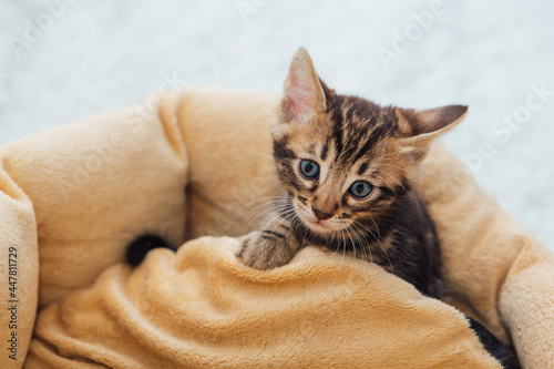 Closee-up little bengal kitten on the cat's pillow