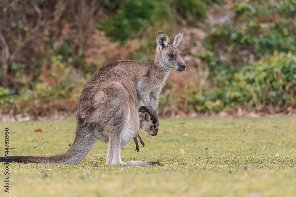 Mother Kangaroo with her Joey