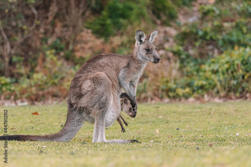 Mother Kangaroo with her Joey