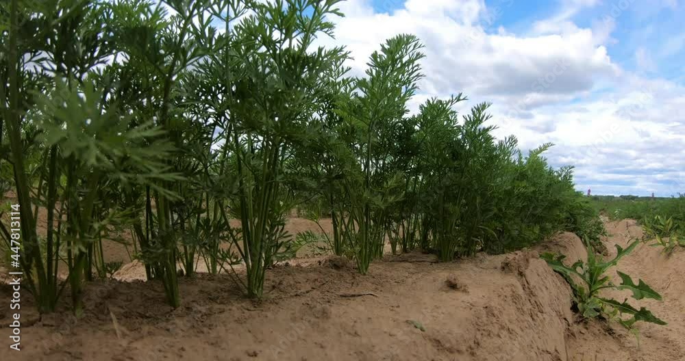 A field where carrot plantations are grown. Vegetable rows. Organic vegetables. A field where carrot plantations are grown. Vegetable rows. Organic vegetables.