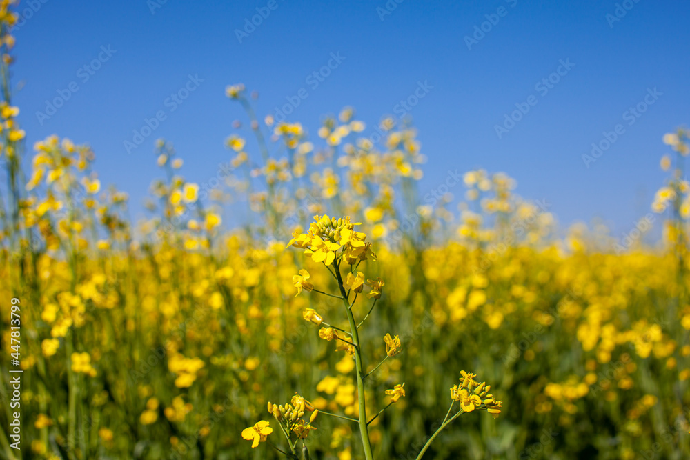 Yellow rapeseed flowers in a field against a blue sky. yellow rapeseed flowers, rape, colza, rapaseed, oilseed, canola, closeup against s sunny blue sky Yellow rapeseed flowers in a field against a blue sky. yellow rapeseed flowers, rape, colza, rapaseed, oilseed, canola, closeup against s sunny blue sky