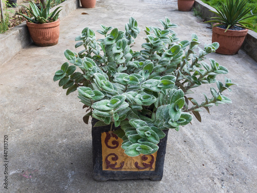 Tradescantia sillamontana cobweb spiderwort plant in a cement pot photo