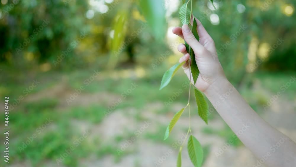 Woman's hand gently caresses a trees vivid green leaves in the afternoon sunlight. Woman's hand gently caresses a trees vivid green leaves in the afternoon sunlight.