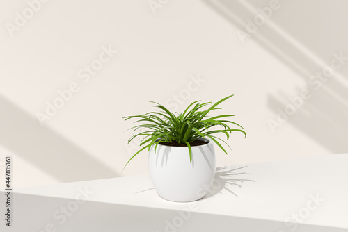 Tree pot in white background. minimal concept idea creative. 3D render.