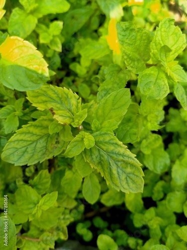 Wallpaper Mural mint Torontodigital.ca