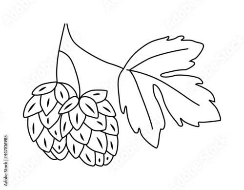 Hand drawn beer hop cones in doodle style. Design element for beer, logo, label, sign, poster, flyer. Vector illustration hand-drawn by a contour.