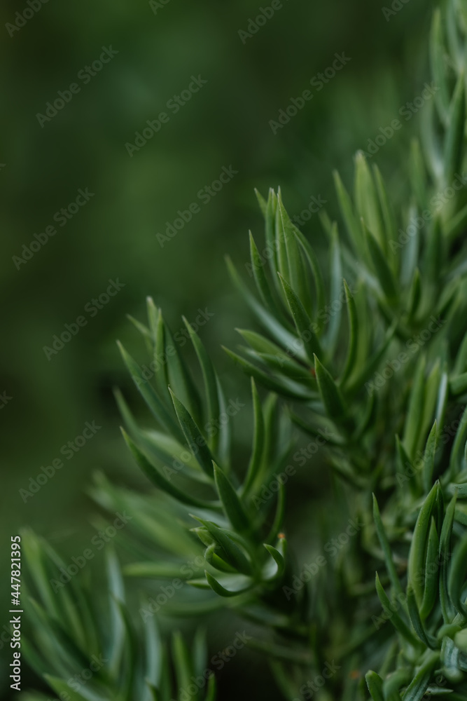 Natural green background with green juniperus formosana. Natural green background with green juniperus formosana.