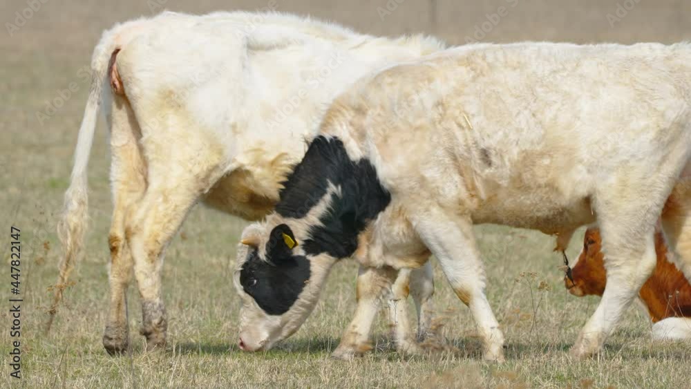 Two white cows eating some grasses from the ground on a hot sunny day in the farm in Estonia Two white cows eating some grasses from the ground on a hot sunny day in the farm in Estonia