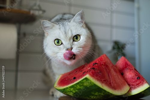 funny kitten eating watermelon, a beautiful cat