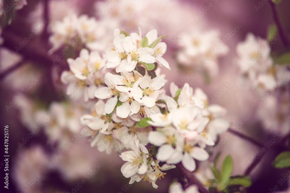 appletree blossom branch in the garden in spring
