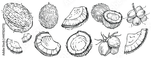 Vector coconut hand drawn Sketch. Vector tropical food illustration. Vintage style. The best for design logo, menu, label, icon, stamp.