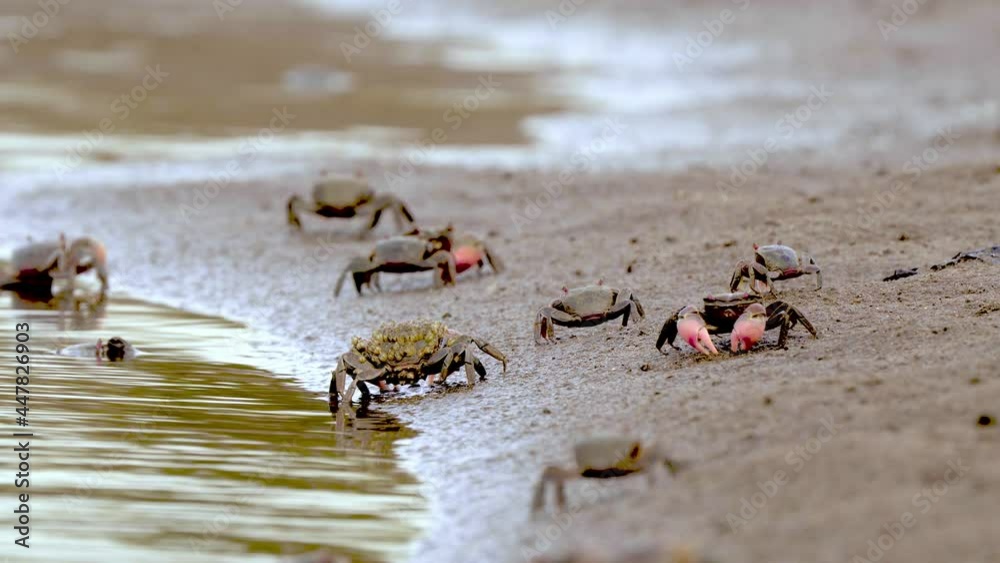 Neohelice granulata crabs crawl by water line on beach, ground view Neohelice granulata crabs crawl by water line on beach, ground view