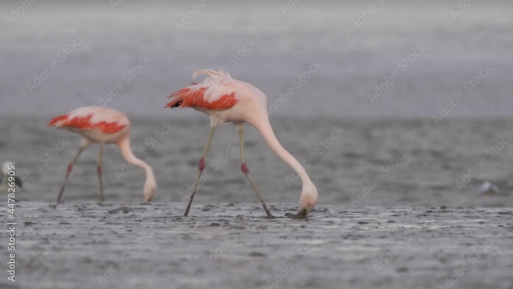 Chilean flamingos walk with beaks in muddy sand by water, close view Chilean flamingos walk with beaks in muddy sand by water, close view