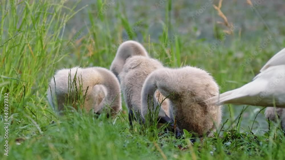Juvenile mute swan (Cygnus olor) preening, cygnet birds cleaning feathers plumage