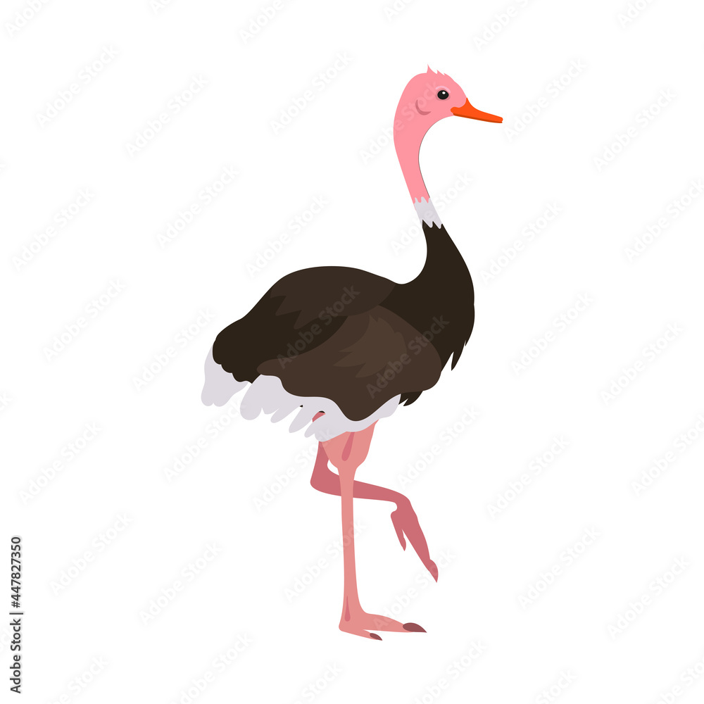 Fototapeta premium Ostrich exotical african bird flighless. Vector illustration cartoon style