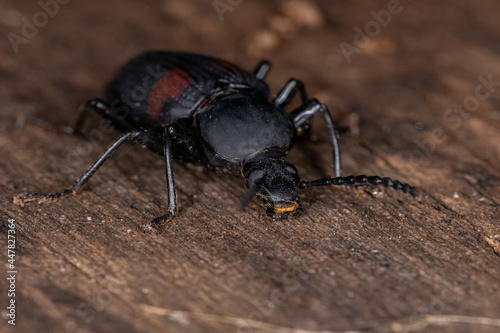 Adult Darkling Beetle photo