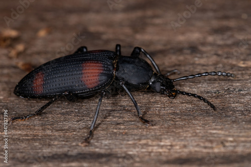 Adult Darkling Beetle photo