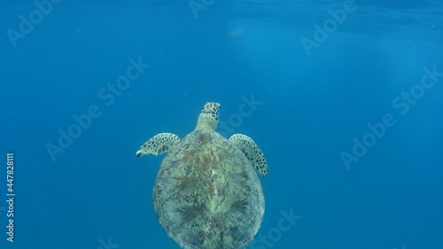 マレーシア ペルヘンティアン島の海亀