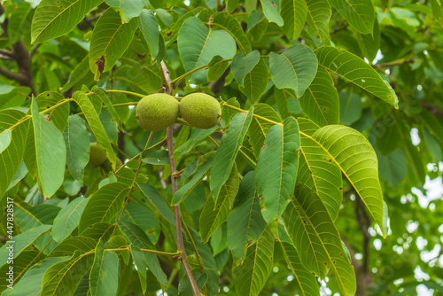 Green walnut on tree branch