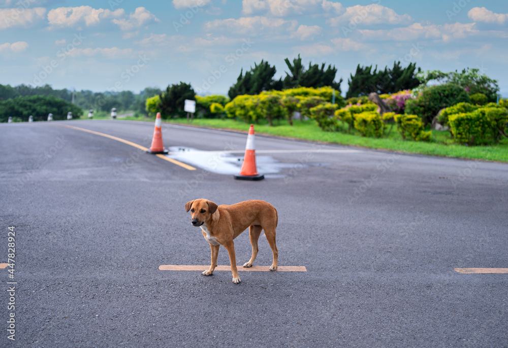 brown Thai homeless dog standing alone on empty road, cute puppy with sad face