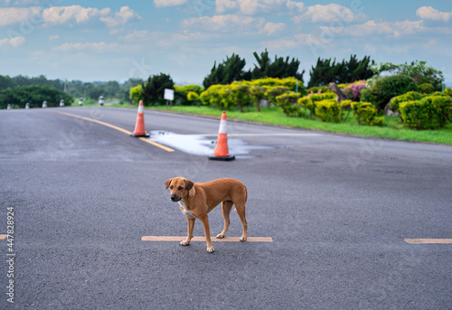 brown Thai homeless dog standing alone on empty road, cute puppy with sad face