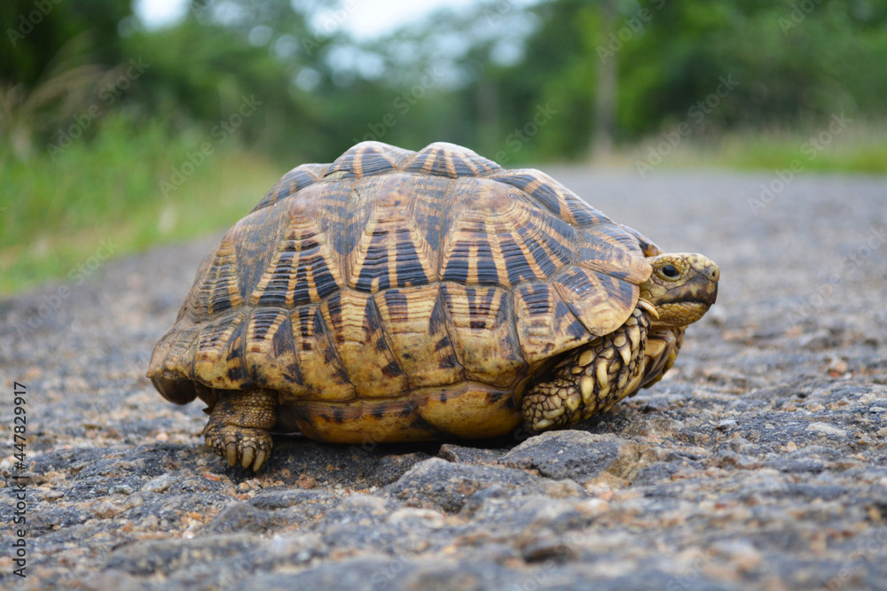 Obraz premium Mewara Ibba