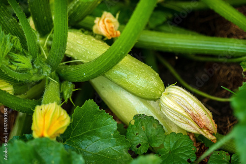 Closeup of young spring zucchini flowers with buds on yellow background