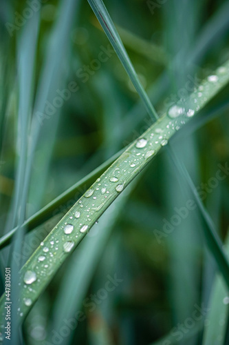 Green foliage in rain drops.