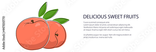 Pink peach banner, fruit isolated on white background, vector illustration