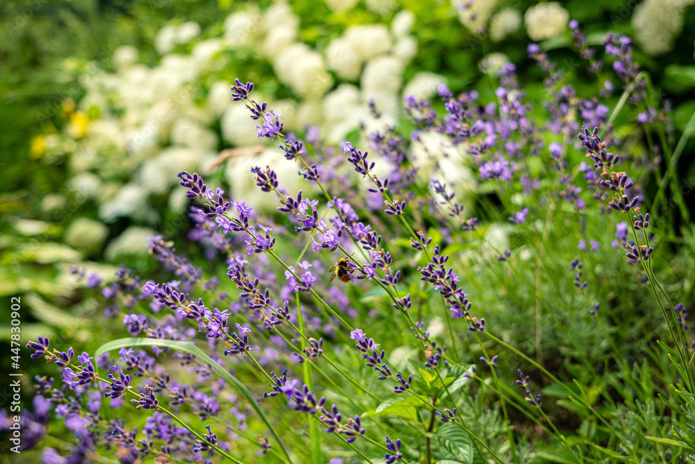 lavender in the organic garden lavender in the organic garden