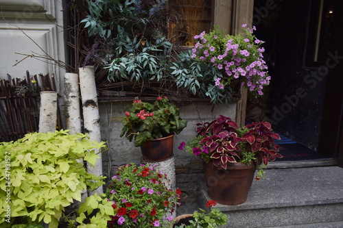 Fototapeta Naklejka Na Ścianę i Meble -  flowers in pots