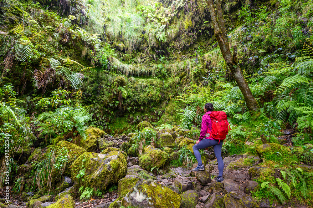 Levada do Caldeirão - hiking path in the forest in Levada do Caldeirao ...