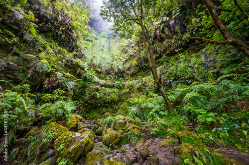 Levada do Caldeir  o - hiking path in the forest in Levada do Caldeirao Verde Trail - tropical scenery on Madeira island  Portugal.