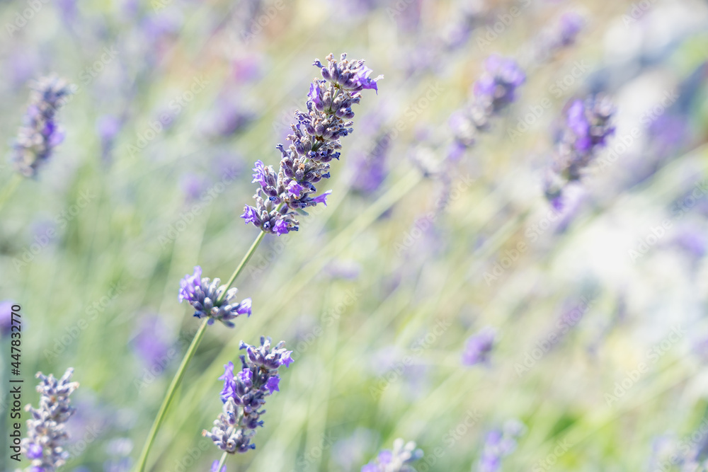 Naklejka premium Stem of purple lavender flower on blurred garden background close up