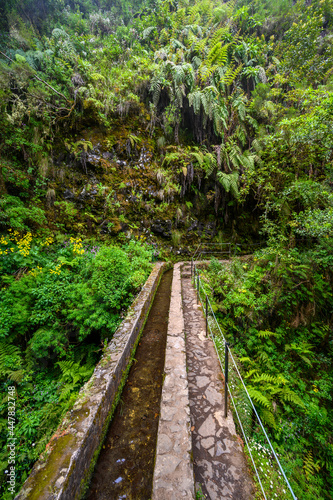Levada do Caldeir  o - hiking path in the forest in Levada do Caldeirao Verde Trail - tropical scenery on Madeira island  Portugal.