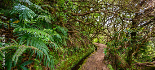 Levada do Caldeirão - hiking path in the forest in Levada do Caldeirao Verde Trail - tropical scenery on Madeira island, Portugal.